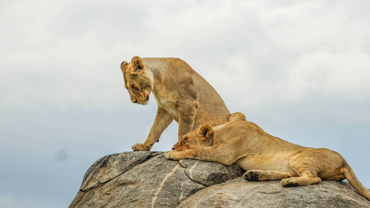Photo of Cari Local Team - author of Best Country for African Safari