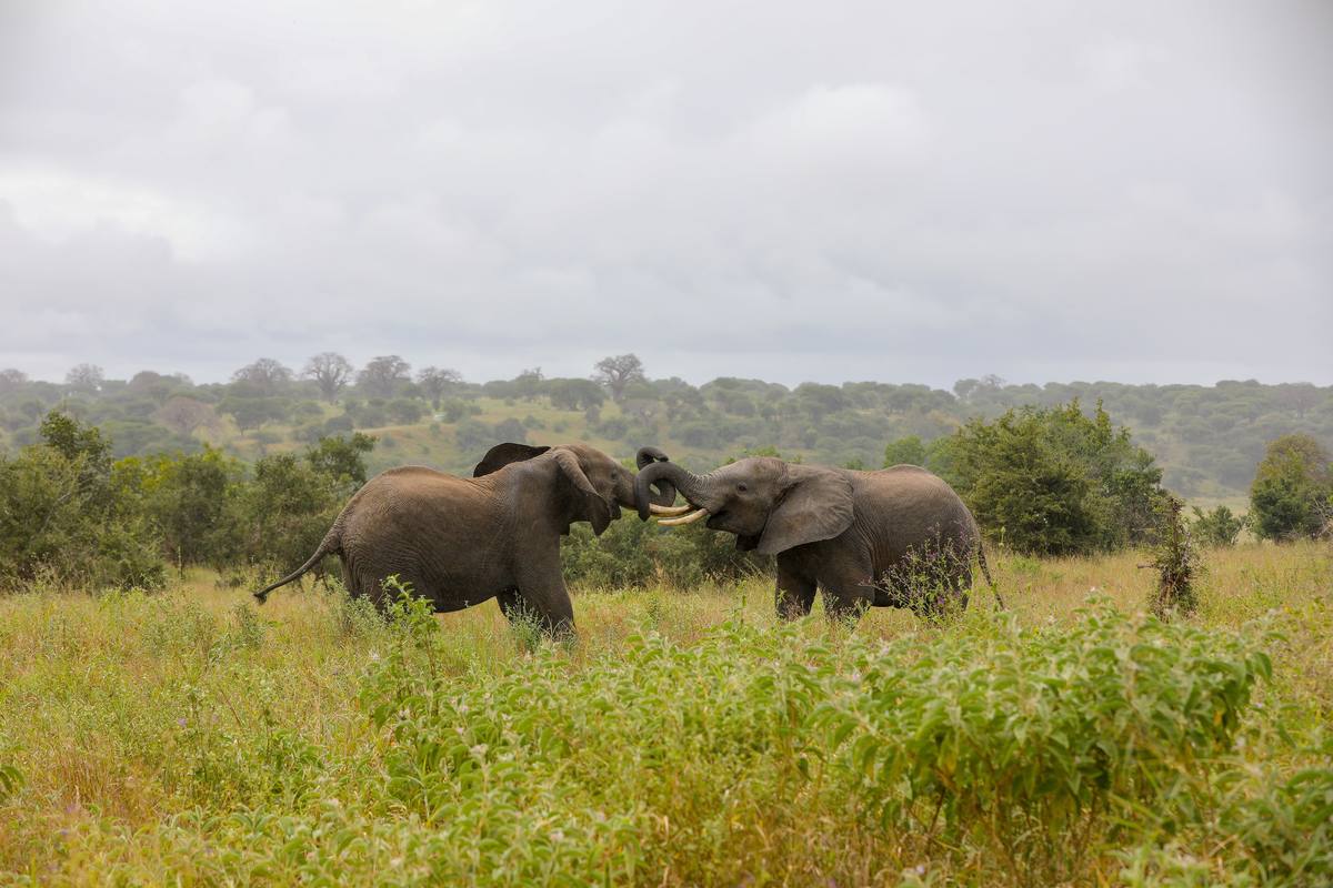 Photo of Cari Local Team - author of Why Choose a Private Safari in Tanzania? A Complete Guide