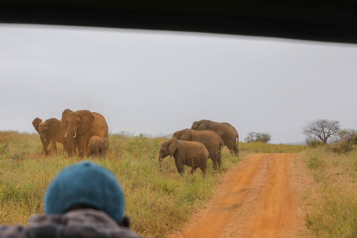 Photo of Cari Local Team - author of The Ultimate Serengeti Migration Guide: When & Where to Go