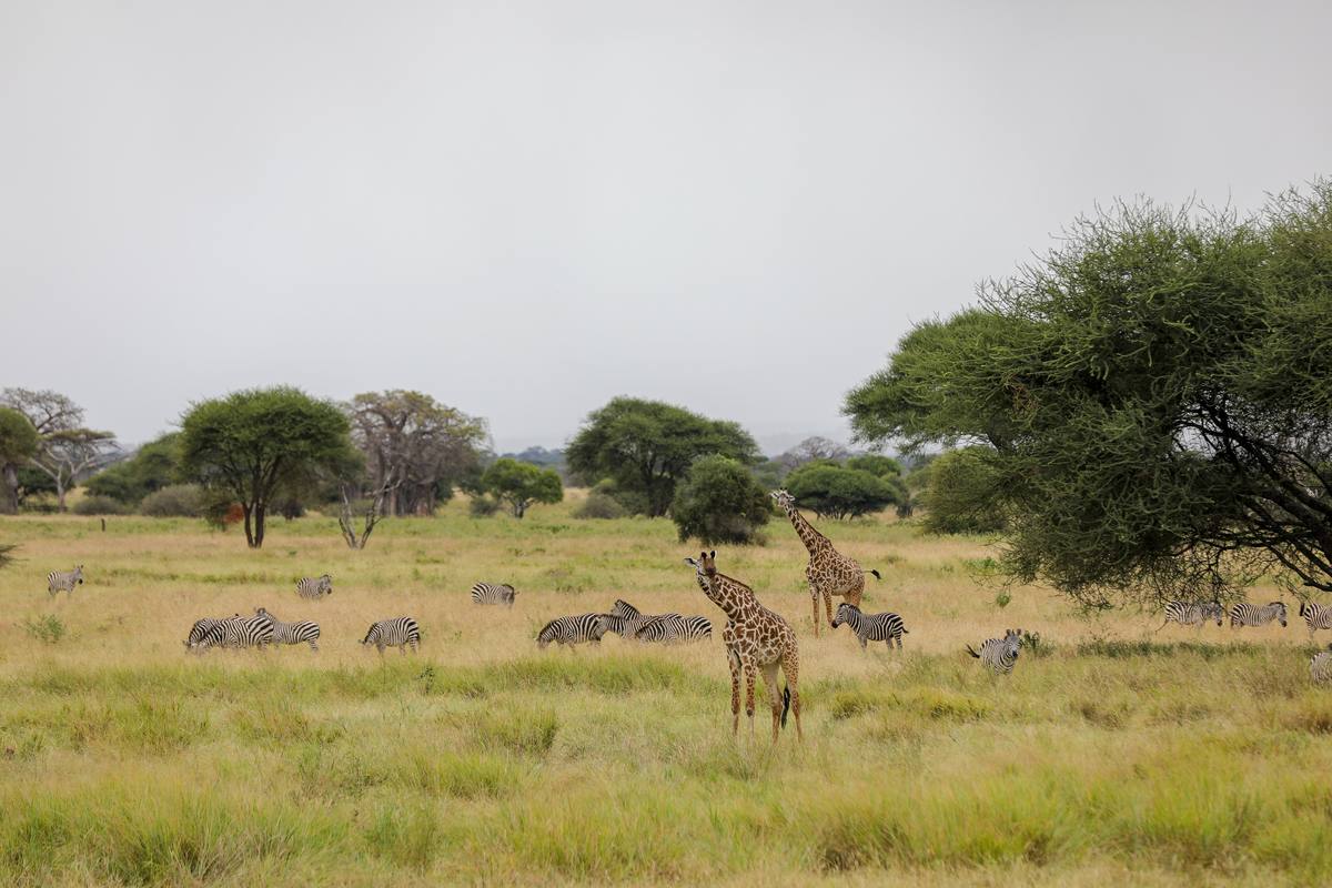Photo of Cari Local Team - author of 10 Days of Wonder: Safari & Zanzibar Beach Bliss Combined