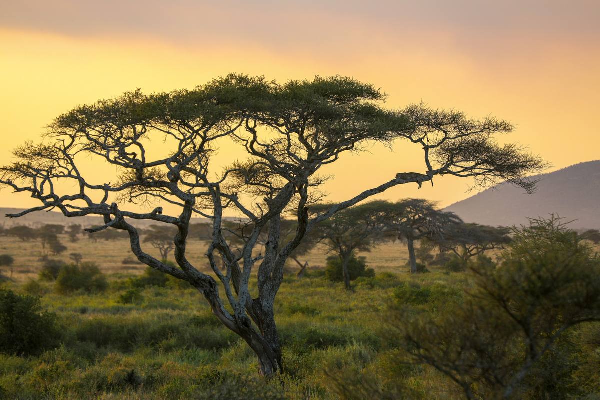 Central Serengeti (Seronera) - Destination