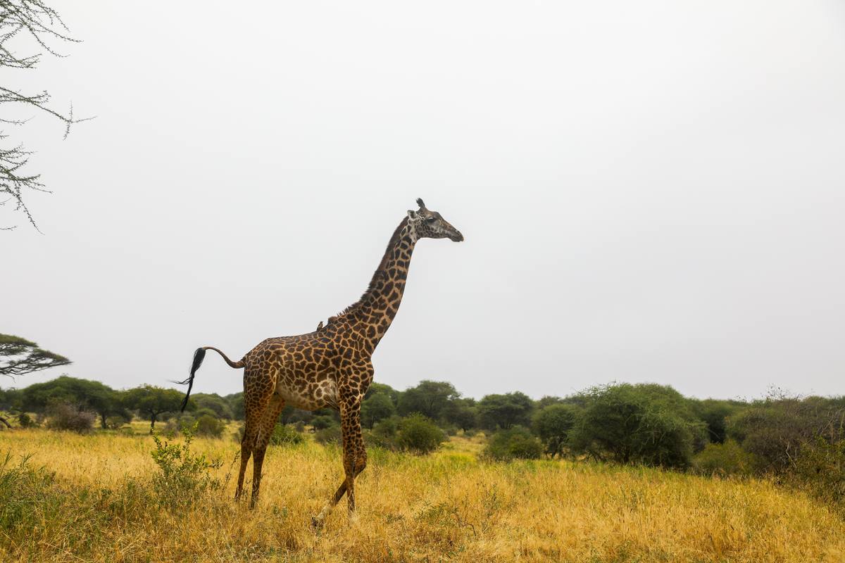 Ngorongoro Crater - Destination