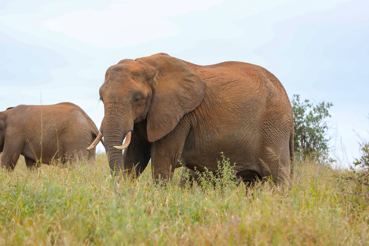 4-Day Adventure to Tarangire, Serengeti, Ngorongoro - 4 Days / 3 Nights