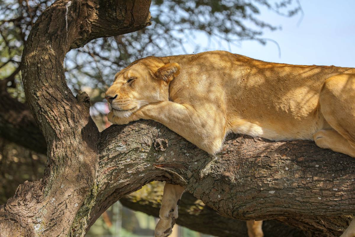 3-Day A Classic Safari Experience Starting with Materuni - 3 Days / 2 Nights