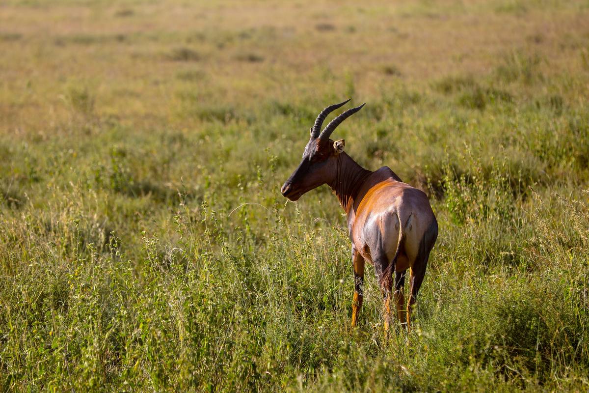 10-Day Exclusive Safari and Zanzibar Beach Getaway - 10 Days / 9 Nights