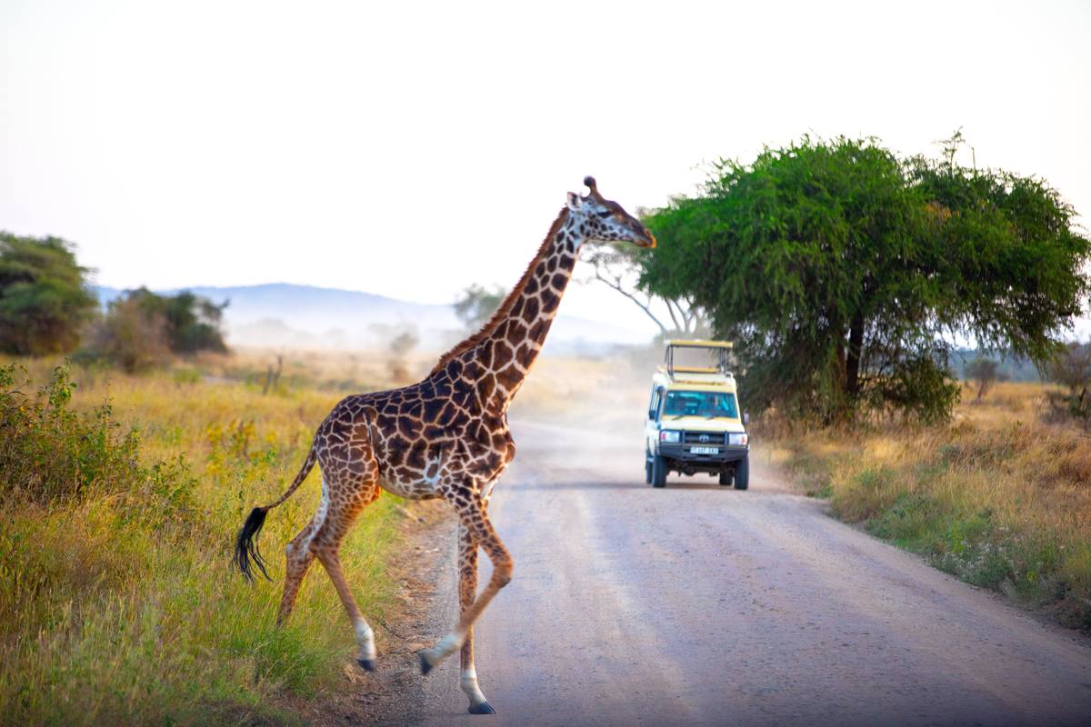4-Day Fly in to Serengeti & Ngorongoro & Kilimanjaro - 4 Days / 3 Nights