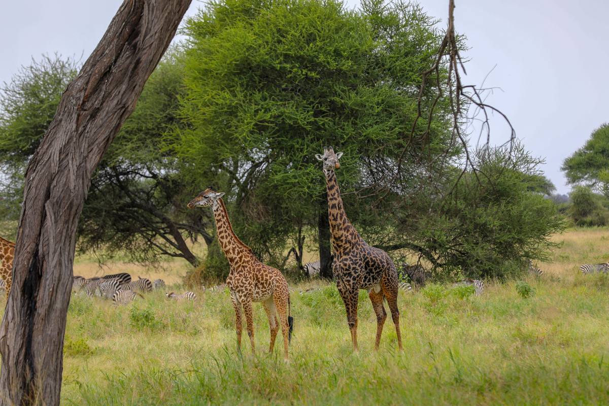 3-Day Flying Safari to Serengeti, Ngorongoro & Materuni - 3 Days / 2 Nights