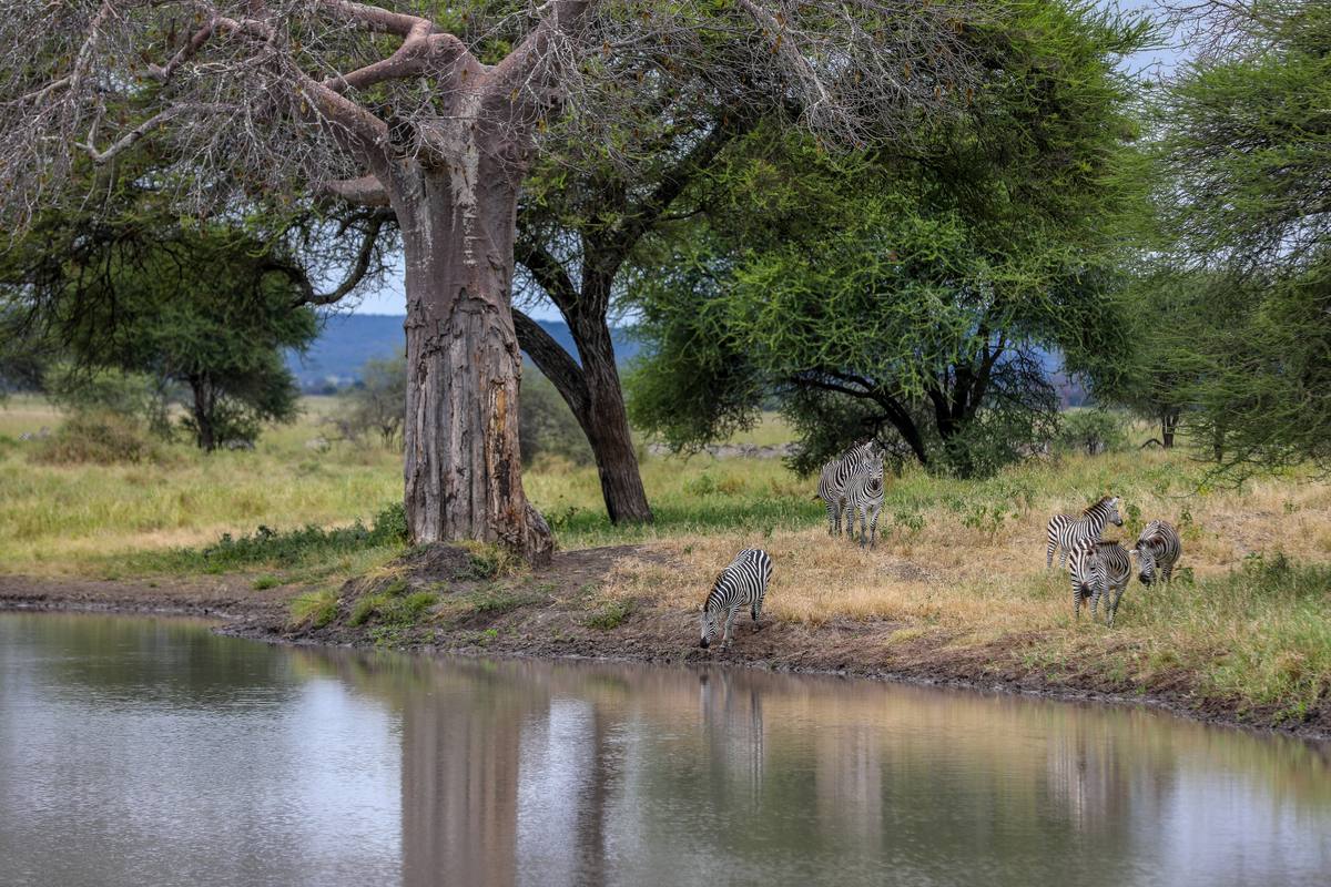 10-Day Holiday Getaway Safari & Zanzibar Escarpment - 10 Days / 9 Nights