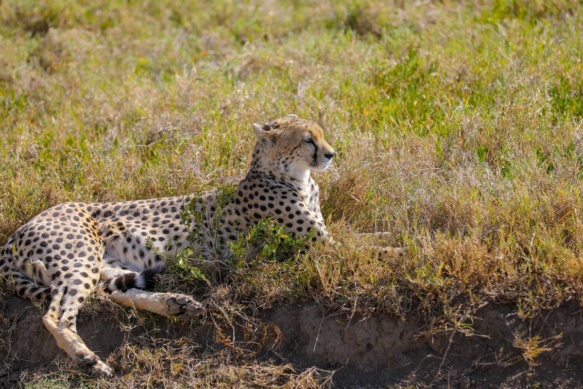 3-Day Majestic Serengeti Wildlife Fly-in & Fly-out Tour - 3 Days / 2 Nights