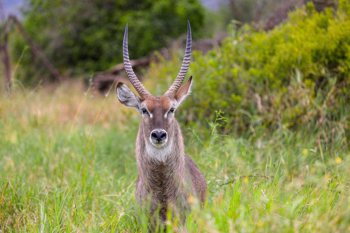6-Day Marvelous Wildlife Safari plus Kili Excursion - 6 Days / 5 Nights