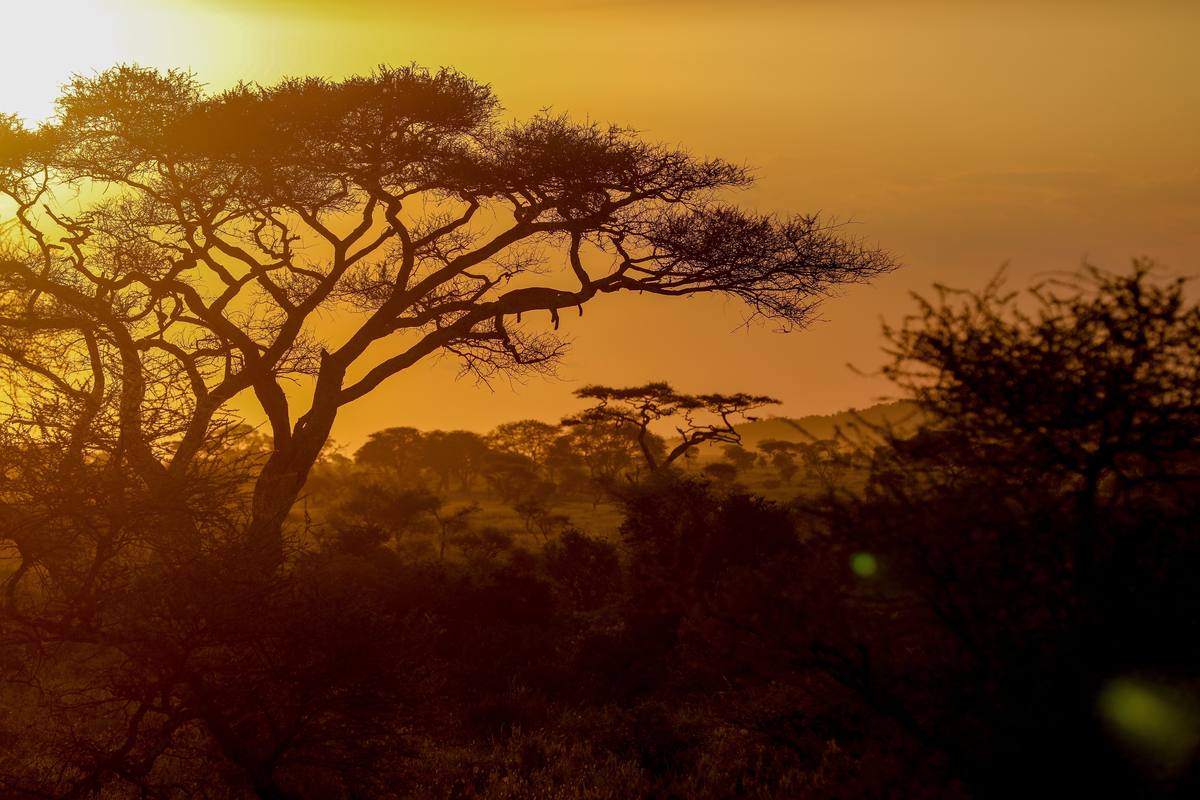 7-Day Northern Tanzania Birding Safari Itinerary - 7 Days / 6 Nights