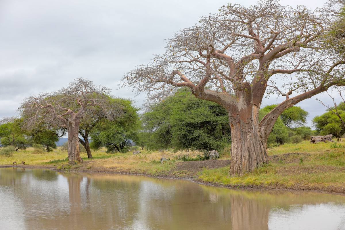6-Day Tanzania Best Value Safari - 6 Days / 5 Nights