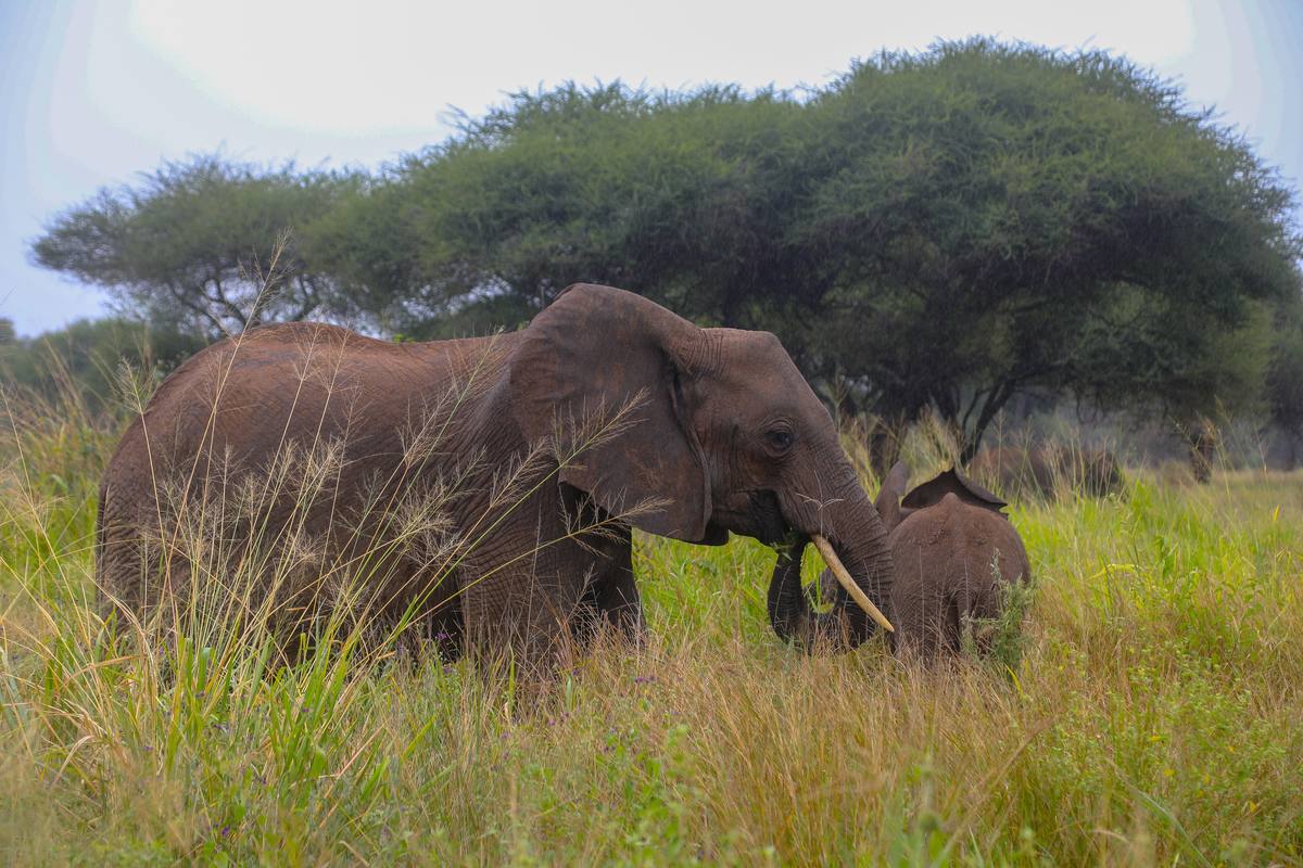 5-Day Tanzania Safari Getaway (Experience the Wild) - 5 Days / 4 Nights