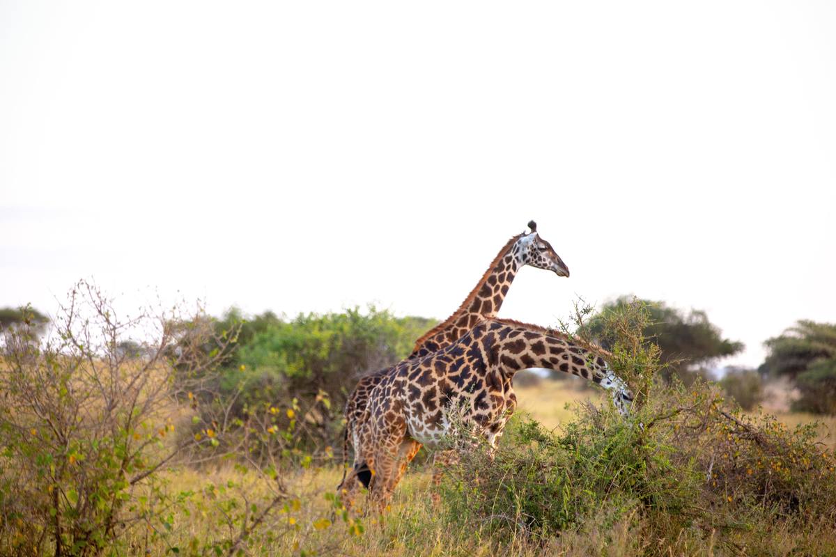 7-Day Unforgettable Safari - Migration River Crossing - 7 Days / 6 Nights